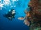 Young woman scuba diver exploring coral reef