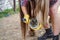 Young woman in shirt cleaning horse hoof with metal horseshoe, closeup detail