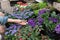 Young woman shopping in an outdoors fresh urban flowers market, buying and picking from a large variety of colorful floral