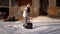 Young woman shoveling snow on backyard near the house .