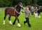 Young Woman showing Shire Horse