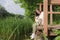 Young woman sits with a Pomeranian puppy on the quay of an overgrown pond