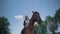 Young woman sitting on a horse in a riding horse school. Sunny day. Bored horse standing in a fence