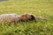 Young Woman Sleeping On Grass At Park