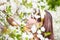 Young woman smelling spring cherry flowers