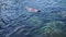 Young woman snorkeling in the blue tropical water wearing red swimsuit