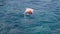 Young woman snorkeling and making underwater photo video with mobile phone in tropical sea