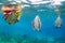 Young woman in snorkeling mask dive underwater with tropical fishes