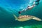 Young woman snorkeling with sea turtle