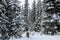 A young woman snowshoeing through forests of Island Lake in Fernie, British Columbia, Canada. A majestic winter background