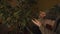 A young woman splashes from a glass spray bottle onto a leaf of a tree in a pot in her room. Home gardening and home