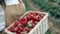 Young woman standing with fresh strawberries in basket.