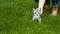 Young woman stroking kitten in garden grass