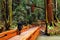 A young woman strolls on a path through a redwood forest