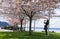 Young woman take a picture and enjoy Japanese cherry trees blossom in West Vancouver, BC, Canada.