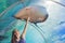 A young woman touches a stingray fish in an oceanarium tunnel