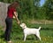 Young woman training of labrador for exhibition. Animal trainer teaches dog command to stand