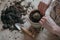 Young woman transplant cacti at home. Close-up of a hand