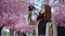 Young woman traveler looking cherry blossoms or sakura flower blooming and holding camera to take a photo in park