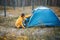 Young woman traveler in yellow jacket sets up a camping tent in autumn pine forest, wild tourism and adventures in real nature