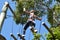 Young woman on treetop adventure climbing
