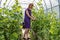 Young woman is tying cucumbers in the garden. Green cucumber seedlings in the greenhouse, care for a good harvest