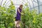 Young woman is tying cucumbers in the garden. Green cucumber seedlings in the greenhouse, care for a good harvest