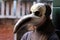 Young woman in venetian handmade plague doctor mask close up.