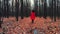 Young woman walking alone along trail in autumn forest. Back view. Travel, freedom, nature concept
