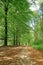 Young woman walking along a stone path with green trees in a forest, seen during spring. Clear her mind