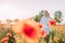 Young woman walking and enjoying among flowering poppies