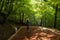 Young woman walking in forest. Adventure style. Autumn colours. Beautiful nature and young girl.