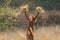 Young woman walking in golden dried grass field