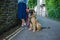 Young woman walking Leonberger puppy