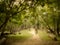 Young Woman Walking on Mysterious Path into Enchanted Forest