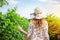 Young woman walking between a row of grape vines