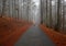 Young woman walking in a rural road in the forest in winter. Troodos mountain Cyprus