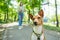 A young woman walks with an African basenji dog on a leash in the park.