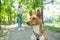 A young woman walks with an African basenji dog on a leash in the park.