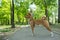 A young woman walks with an African basenji dog on a leash in the park.