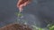 Young woman watering plant seeds with water dropping from her hands Slow Motion