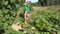 Young woman watering vegetable harvest garden in summer. 4