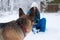 Young woman, wearing blue ski suit, playing with german shepherd in snow in park. Female master training her dogs in forest with