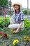 Young woman weeding the beds with flowers viola in the garden