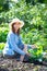 Young woman weeding the beds with sprouts cabbage in the garden