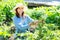 Young woman weeding the beds with sprouts tomato in the garden