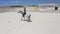 A young woman on a white Arabian horse walks on a white sand court in an equestrian club. Aerial drone view.