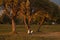 Young woman with white dog siting in autumn park at sunset.