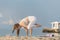 Young woman in white sportwear holding yoga bakasana pose in the sand beach. Crow Pose. Crane Pose