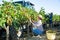 Young woman winemaker picking harvest of grapes in vineyard